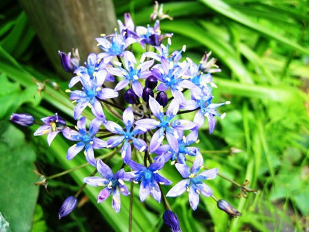法華寺に咲く花