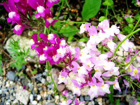 法華寺に咲く花