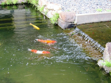 裏庭の池の鯉