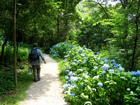 公園内のあじさいロード