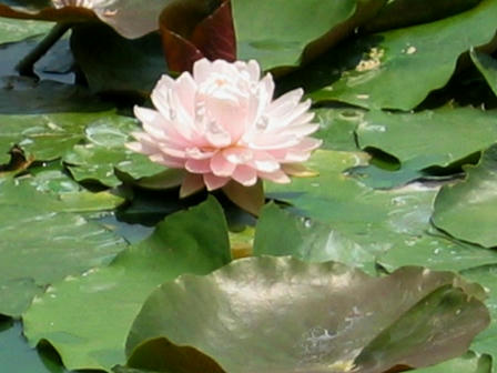 深田池の睡蓮