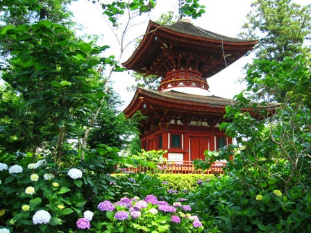 多宝塔と紫陽花