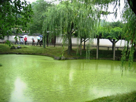 みどり池