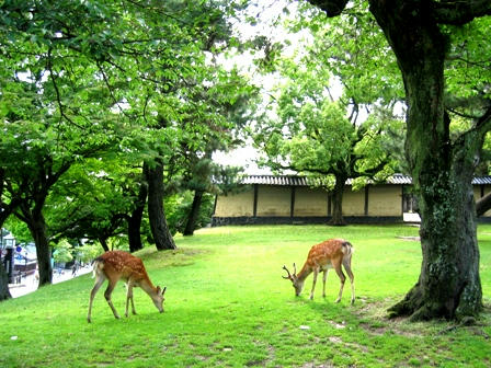 新緑の奈良公園