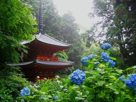 三重塔と紫陽花