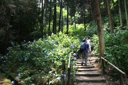 山の中のあじさい
