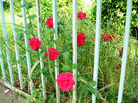 雑草の中のバラ