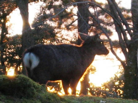 2005.1.2　夕日の鹿
