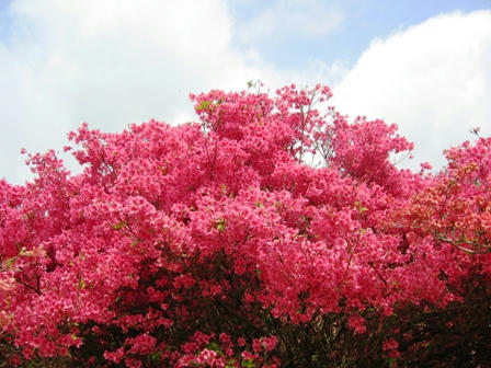 ピンクの山ツツジ