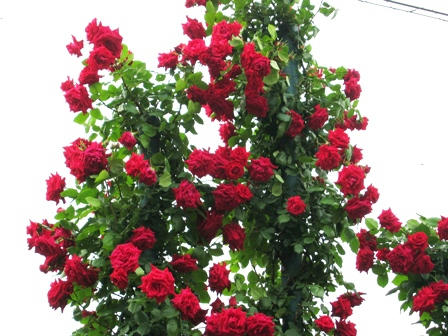 たくさんのバラ