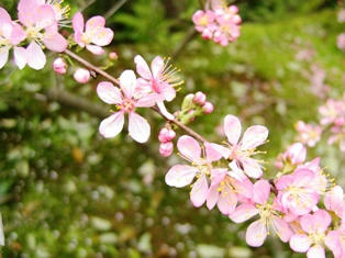 依水園の桜