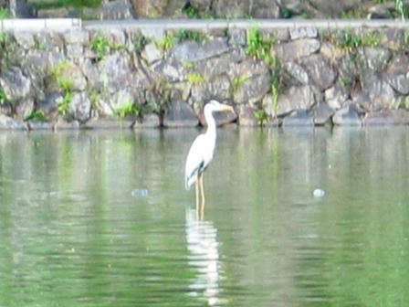 望遠で撮った鷺