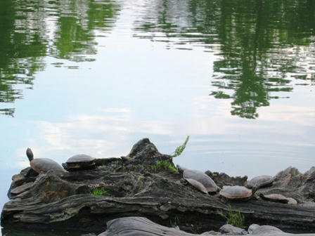 猿沢池の亀たち