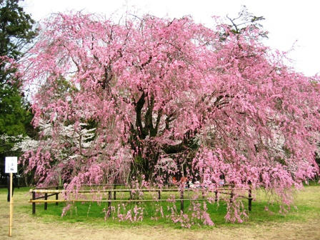 上賀茂神社のしだれ桜