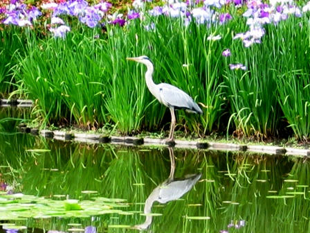 西神苑のアオサギ