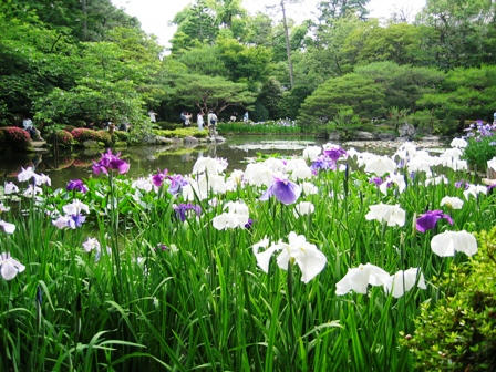 西神苑の花しょうぶ