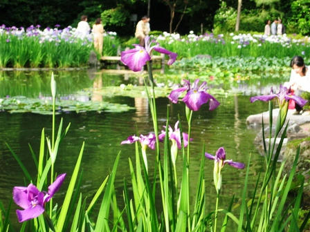 西神苑の花しょうぶ