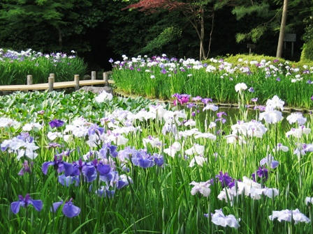 西神苑の花しょうぶ
