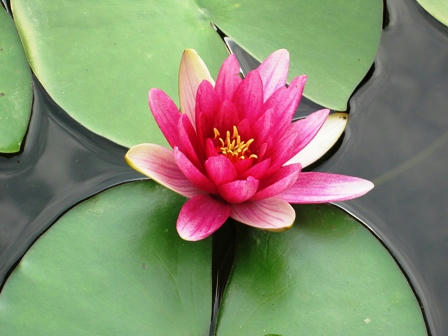 中神苑のすいれん