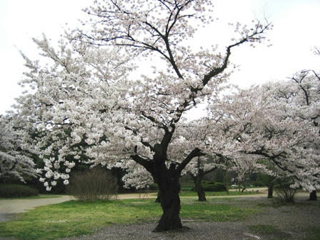 京都植物園の桜