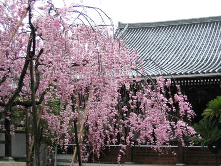 浄教寺のしだれ桜