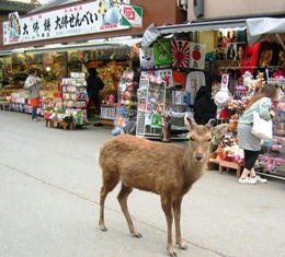 奈良公園の鹿