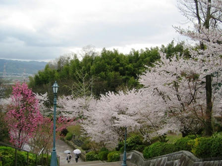 大学のキャンパスの桜