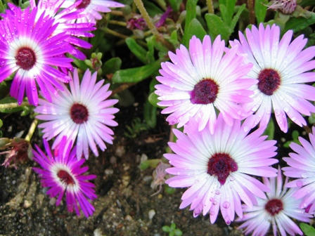 鶴見緑地のお花