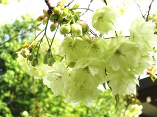 仁和寺の鬱金桜