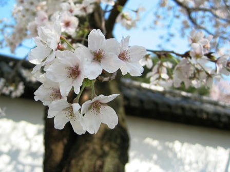 醍醐寺の桜
