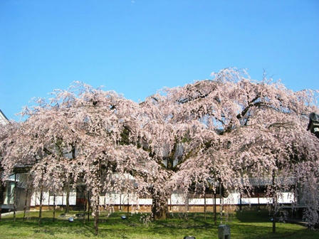 醍醐寺のしだれ桜