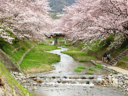 玉川の桜