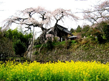 地蔵禅院のしだれ桜と菜の花