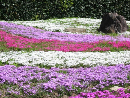 滝谷の芝桜