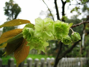 平野神社の御衣黄桜