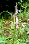 070627nejibana.jpg