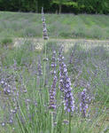 070701lavender7.jpg