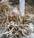 070709muskari.jpg