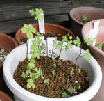 070711tropaeolum.jpg