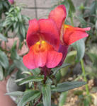 070712linaria.jpg