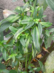 070712linaria2.jpg