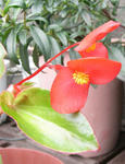 070717begonia.jpg