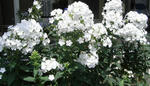 070720flox.jpg