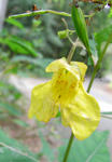 070725kitsurifune.jpg