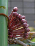 070804hoya1.jpg