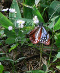 070813asagimadara.jpg