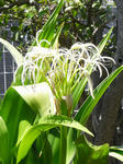 070822hamayu.jpg