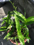 070824dendro.jpg
