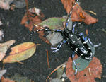 070918gomadara.jpg