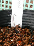 070930brachyceras.jpg